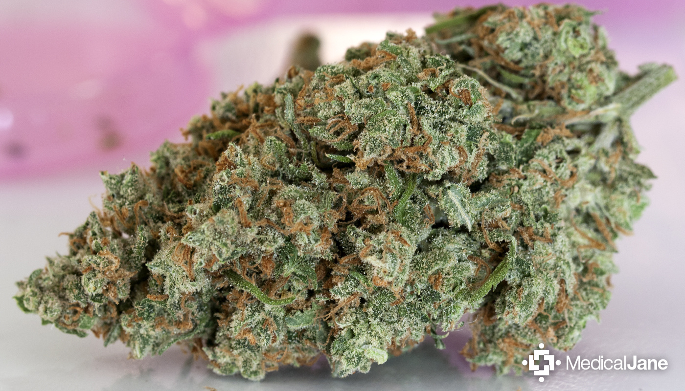 Jack Herer Marijuana Strain (Review)