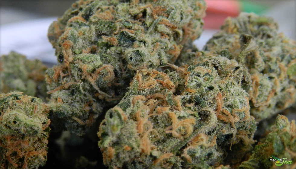 Durban Dream Marijuana Strain (Review)