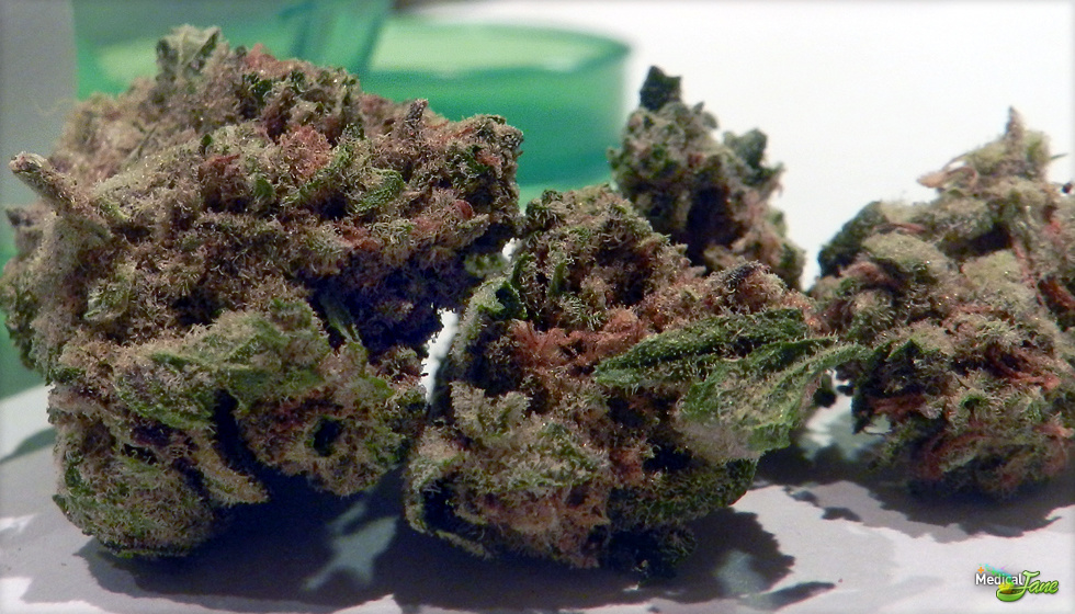 Purple Trainwreck Marijuana Strain (Review)