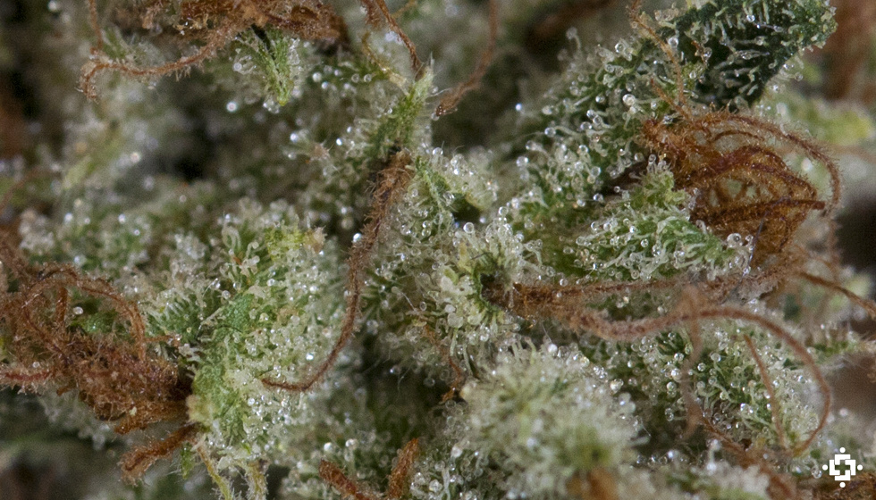 Kosher Kush Marijuana Strain (Review)