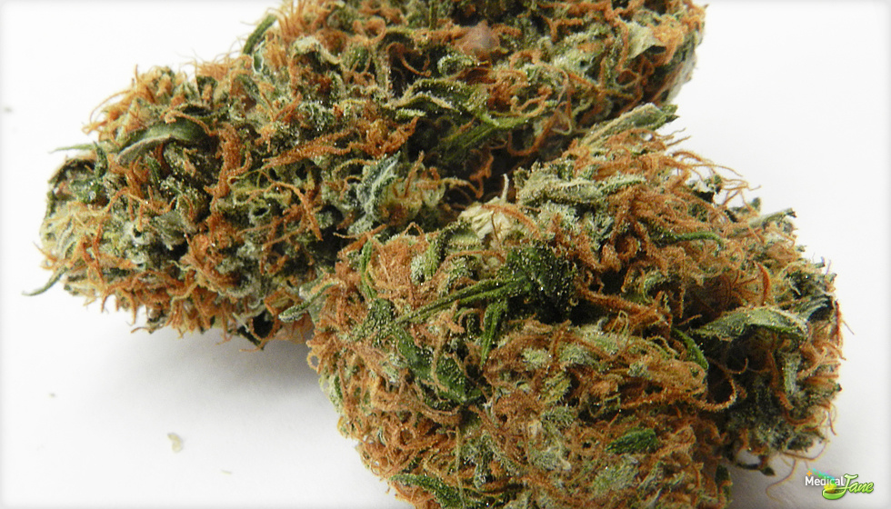 Hog S Breath Marijuana Strain Review Freedom doesn't exist if nature is illegal! hog s breath marijuana strain review