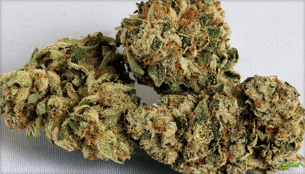 OG Kush Marijuana Strain (Review)