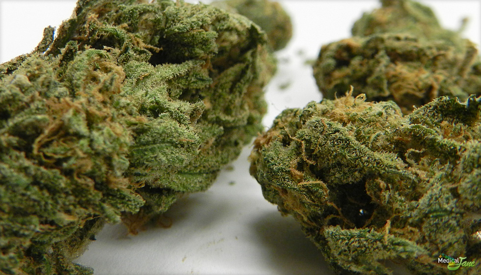 Blue Sugar Marijuana Strain (Review)