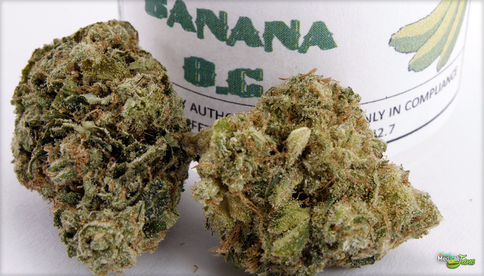 Banana OG Marijuana Strain (Review)