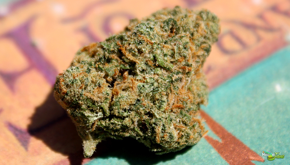 Dream Queen Marijuana Strain Review