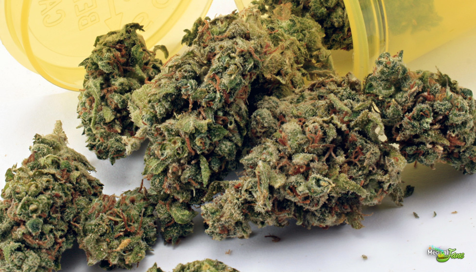 Super Jack Marijuana Strain (Review)