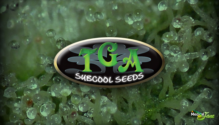Tga Subcool Genetics Are Offering New Effective Strains Listen to subcool420 | soundcloud is an audio platform that lets you listen to what you love and share the sounds you create. tga subcool genetics are offering new