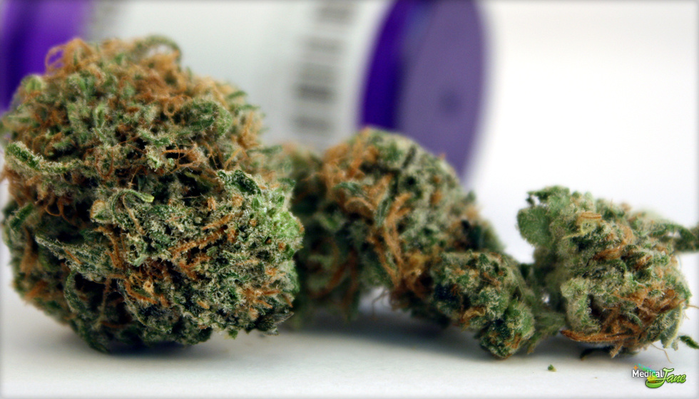 Wet Dream Marijuana Strain (Review)