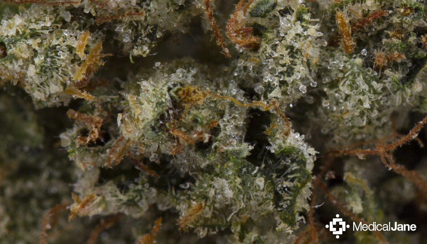 medical jane