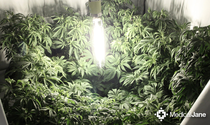 Grow Room Lighting Design Grow Room Lighting Design