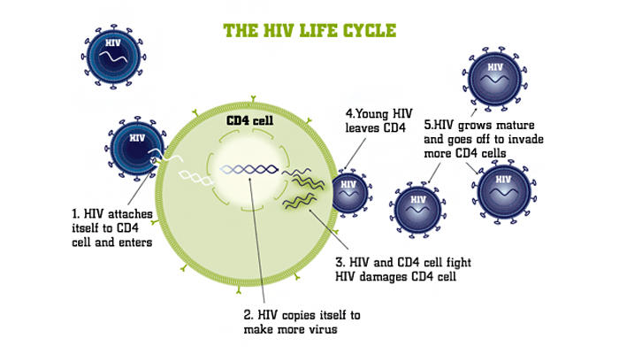 VIH acycle vida
