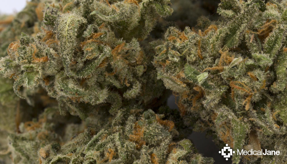 Buy Cracker Jack Marijuana Strain