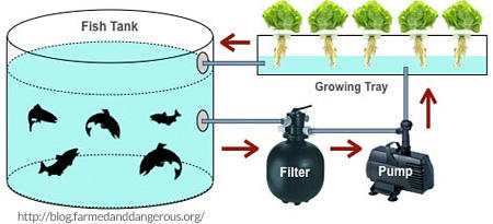 How To Grow Marijuana Using Aquaponics Aquafarming