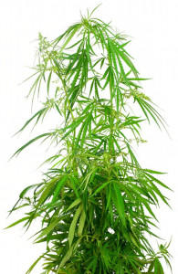 About Cannabis Sativa Medical Marijuana 101 Overview