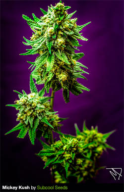Tga Subcool Genetics Are Offering New Effective Strains About 2% of these are steel channels, 2% are stainless steel bars. tga subcool genetics are offering new