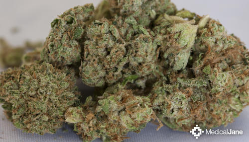 HALF PRICE LUXURY WITH LOUIS VUITTON KUSH  A STRAIN REVIEW  Real  Functional