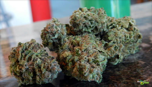 Cheese Marijuana Strain Review