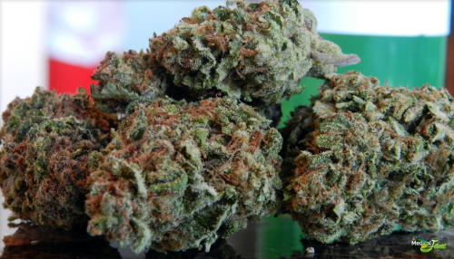 Cheese Marijuana Strain Review