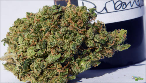 Durban Poison Marijuana