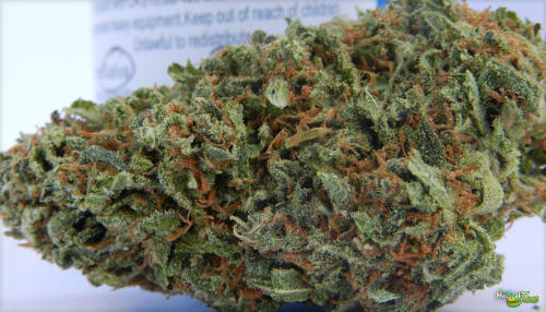 Orange Crush Marijuana Strain Review Orange Crush Marijuana Strain Review