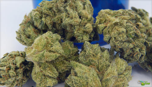 Royal Kush Marijuana Strain Review