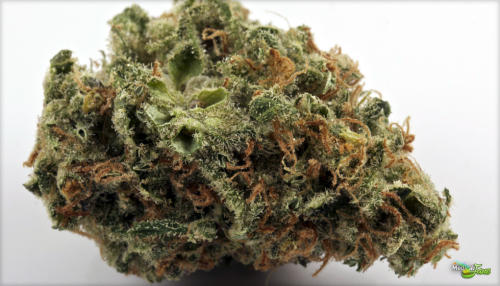 Crystal Coma Marijuana Strain Review