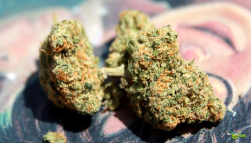 Dream Queen Marijuana Strain Review
