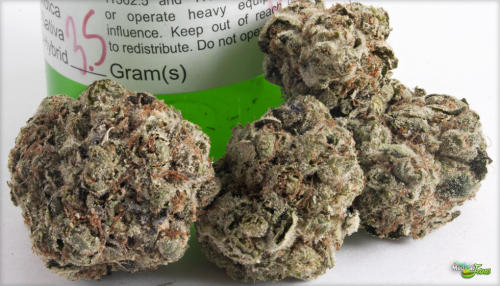 White Fire Alien Marijuana Strain Review