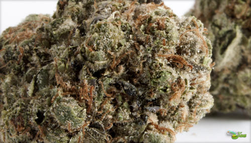 White Fire Alien Marijuana Strain Review