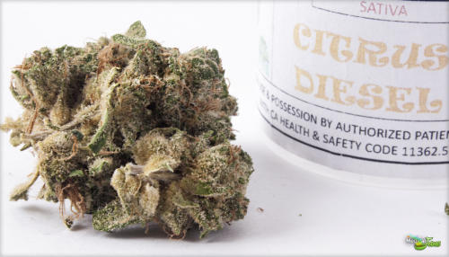 Orange Diesel Agent D Marijuana Strain Review