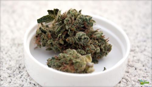 Orange Diesel Agent D Marijuana Strain Review