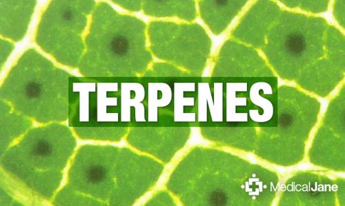 CBD and THC – Potency, Testing and ...californiaweedblog.com