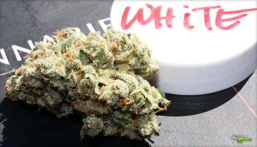Jack White Marijuana Strain Review