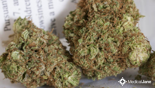 Pine OG Marijuana Strain Review