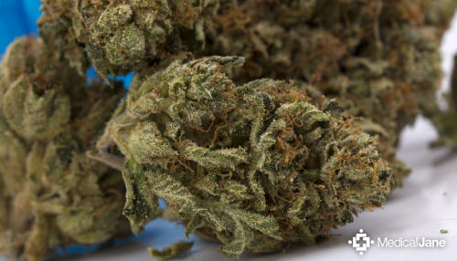 medical jane