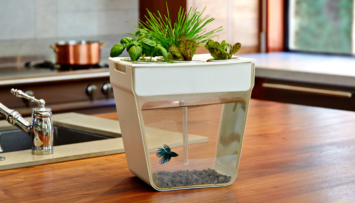 Self Cleaning Fish Tank Grows Organic Plants