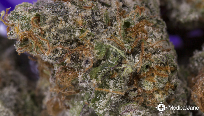mr nice guy strain price mr nice guy strain price