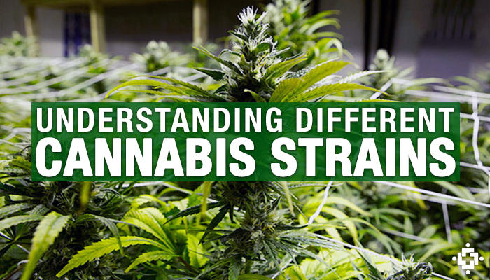 Image result for Disease specific MMJ strain list